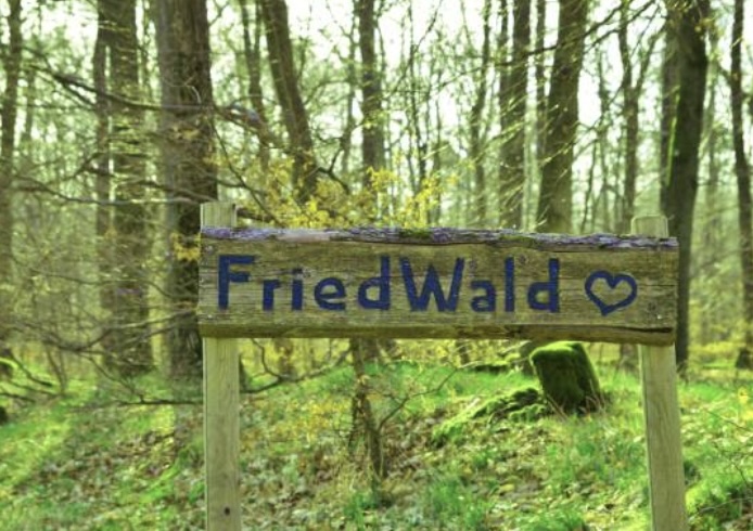 Würdevoller Abschied im Friedwald, Sonnenlicht in der Baumkrone